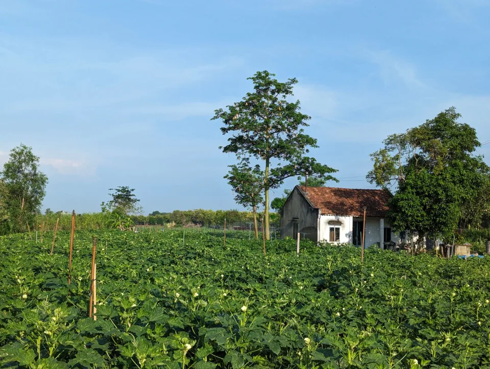 Vườn rau của Cây Cảnh Lê Ninh